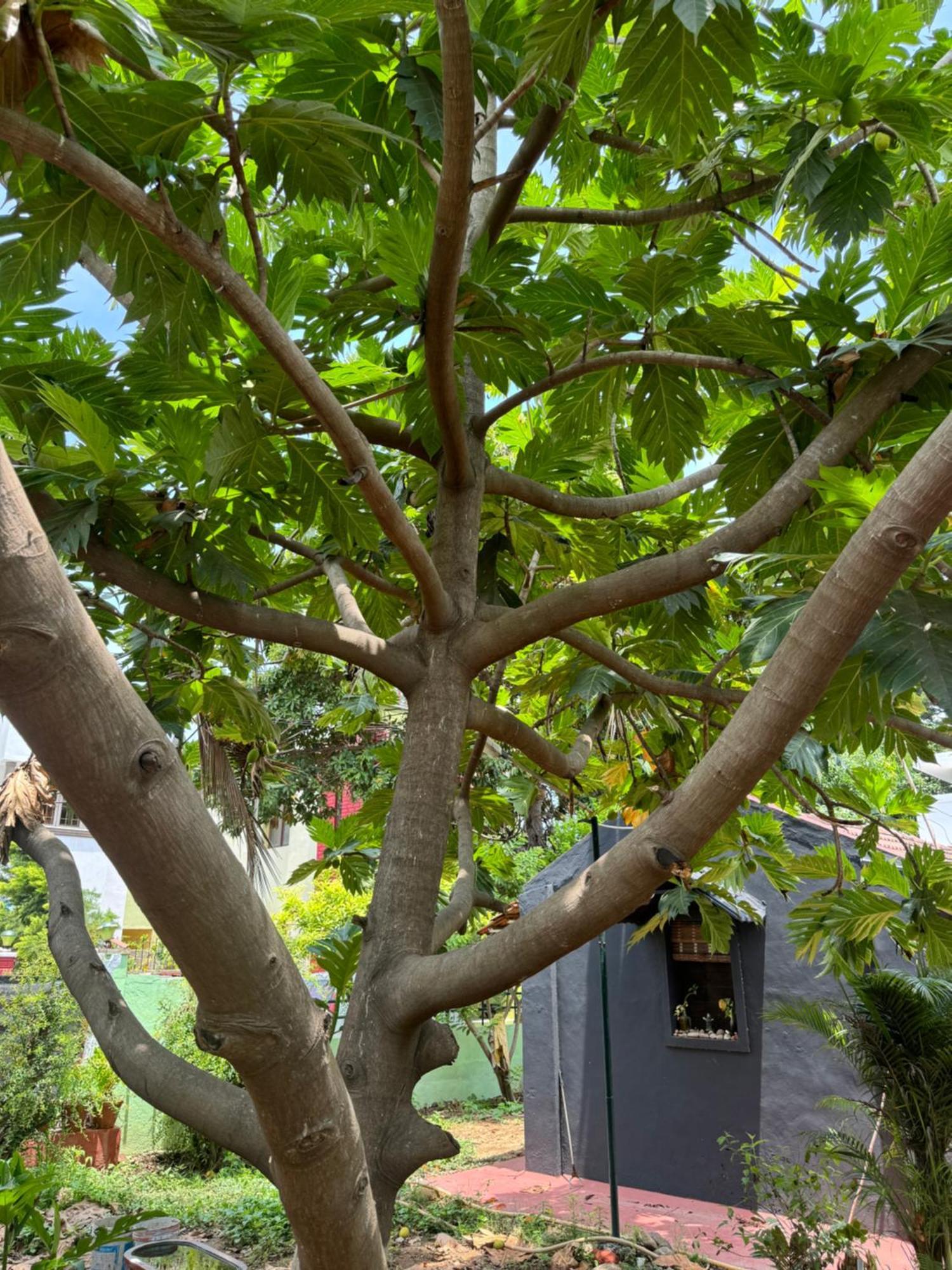 Hotel The Lazy Palm Shack Coimbatore Esterno foto